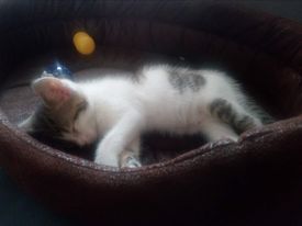 Kot foto